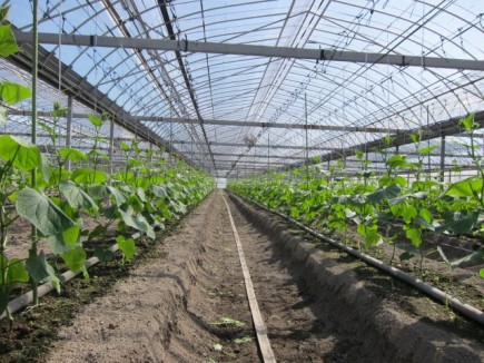 �摜(435x326)�E�g��摜(640x480)