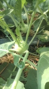 �摜(166x300)�E�g��摜(355x640)