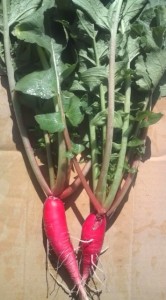 画像(166x300)・拡大画像(355x640)