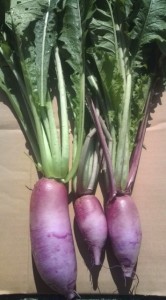 �摜(166x300)�E�g��摜(355x640)