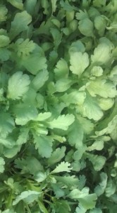 �摜(166x300)�E�g��摜(355x640)