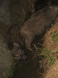 画像(225x300)・拡大画像(255x340)