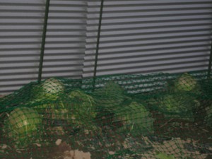 画像(300x225)・拡大画像(340x255)