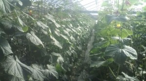 �摜(300x166)�E�g��摜(640x355)