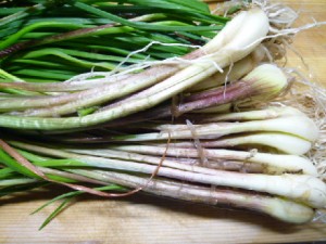 �摜(300x225)�E�g��摜(480x360)