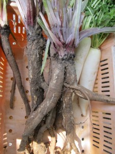 �摜(225x300)�E�g��摜(480x640)