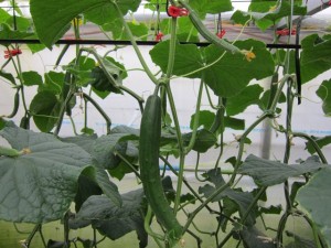 画像(300x225)・拡大画像(640x480)