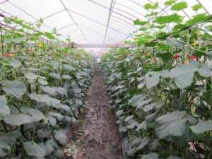 画像(300x225)・拡大画像(640x480)