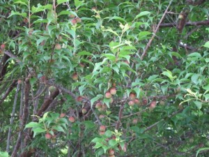 画像(300x225)・拡大画像(640x480)