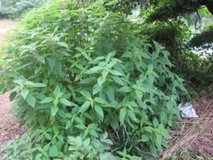 �摜(300x225)�E�g��摜(640x480)