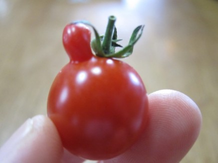 �摜(435x326)�E�g��摜(640x480)