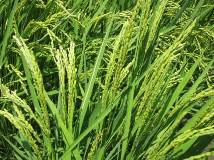 �摜(435x326)�E�g��摜(640x480)