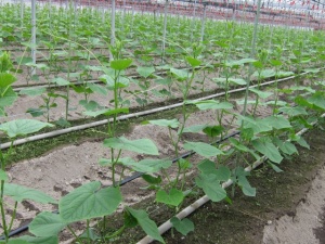 画像(300x225)・拡大画像(640x480)