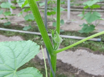 画像(435x326)・拡大画像(640x480)