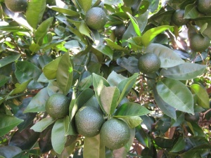 画像(300x225)・拡大画像(640x480)