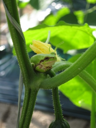 画像(326x435)・拡大画像(480x640)