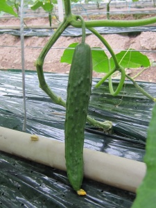 �摜(225x300)�E�g��摜(480x640)