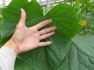 �摜(300x225)�E�g��摜(640x480)