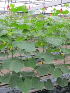 �摜(225x300)�E�g��摜(480x640)