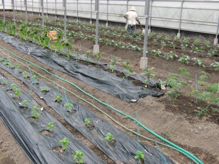 �摜(435x326)�E�g��摜(640x480)