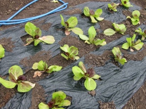 �摜(300x225)�E�g��摜(640x480)