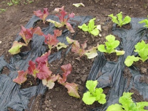 �摜(300x225)�E�g��摜(640x480)