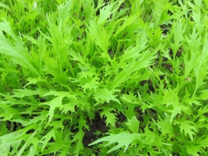 �摜(300x225)�E�g��摜(640x480)