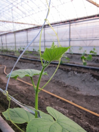 画像(326x435)・拡大画像(480x640)