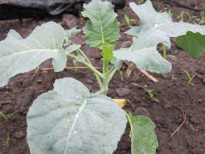 �摜(300x225)�E�g��摜(640x480)