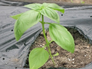 �摜(300x225)�E�g��摜(640x480)