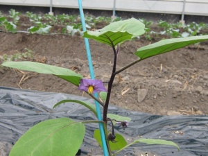 �摜(300x225)�E�g��摜(640x480)