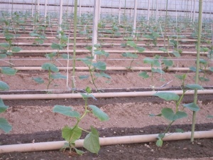 画像(300x225)・拡大画像(640x480)