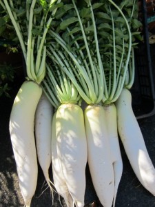 画像(225x300)・拡大画像(480x640)