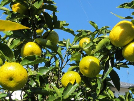 画像(435x326)・拡大画像(640x480)