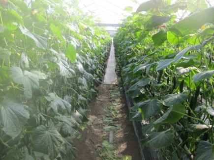 �摜(435x326)�E�g��摜(640x480)