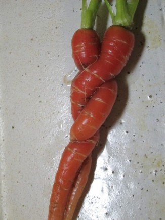 �摜(326x435)�E�g��摜(480x640)