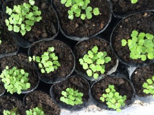 画像(300x225)・拡大画像(640x480)